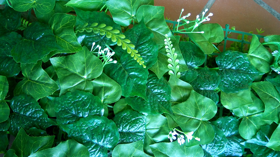 Mẫu cỏ vĩ lá nho