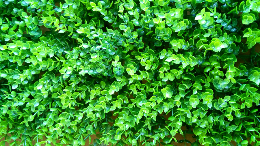 Mẫu cỏ vĩ lá tai chuột