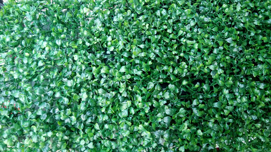 Mẫu cỏ vĩ lá xà lách xoong