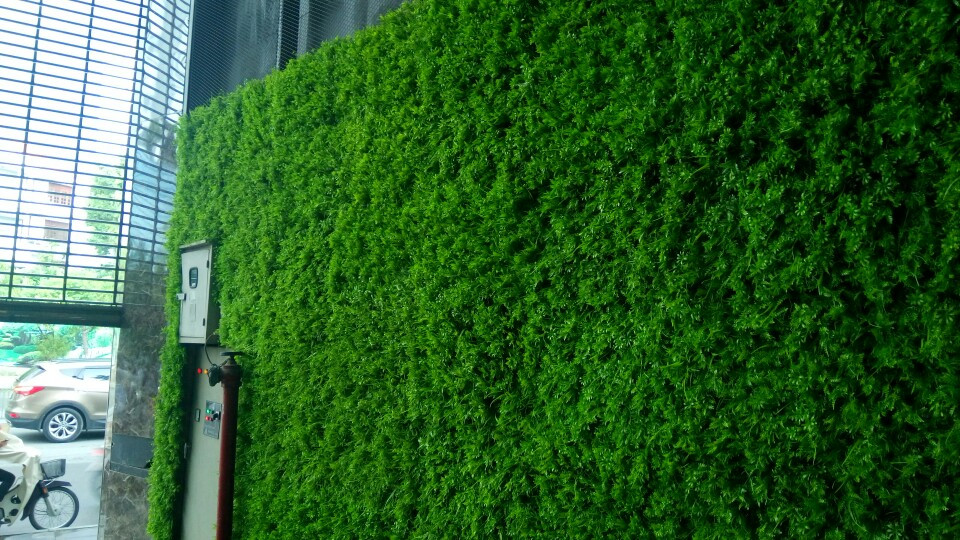 Thi công tường cỏ dương sĩ văn phòng công ty Vinamit Phú Nhuận